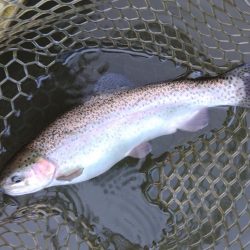 大安トラウトレイク釣果